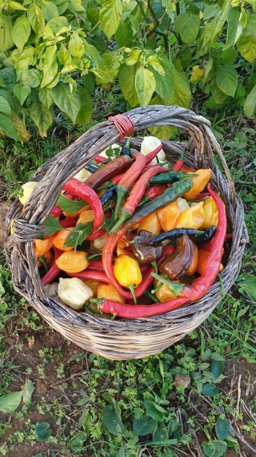 Azienda Agricola I Peperoncini Alghero Ngoại thất bức ảnh