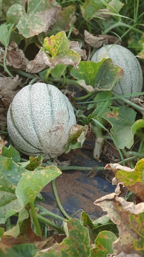 Azienda Agricola I Peperoncini Alghero Ngoại thất bức ảnh